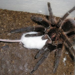 Haitian Brown  Phormictopus canerides w/hopper :)