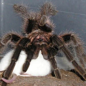 Haitian Brown  Phormictopus canerides w/hopper :)