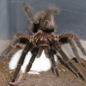 Haitian Brown  Phormictopus canerides w/hopper :)