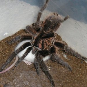 Haitian Brown  Phormictopus canerides w/hopper :)