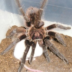 Haitian Brown  Phormictopus canerides w/hopper :)
