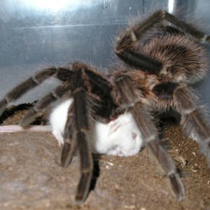 Haitian Brown  Phormictopus canerides w/hopper :)