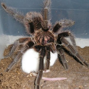Haitian Brown  Phormictopus canerides w/hopper :)
