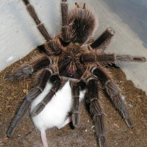 Haitian Brown  Phormictopus canerides w/hopper :)