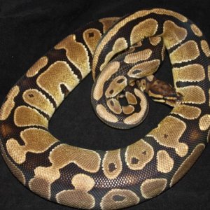 05 Het Orange Ghost Female