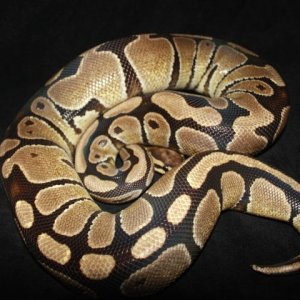 05 Het Orange Ghost Female