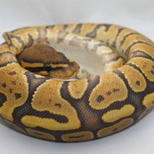 08 Orange Ghost Male