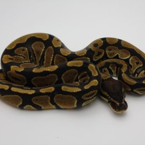 08 Het Orange Ghost Female