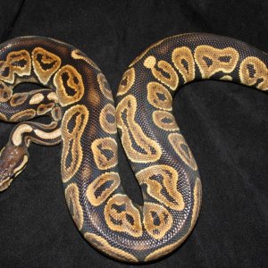 Black Pastel Female
