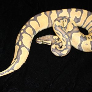 Hypo Female