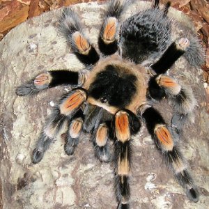 Red Knee