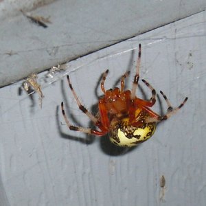 spidy3