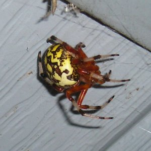 spidy4