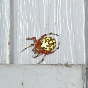spidy5