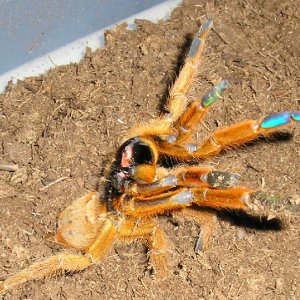 OBT