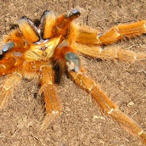 OBT