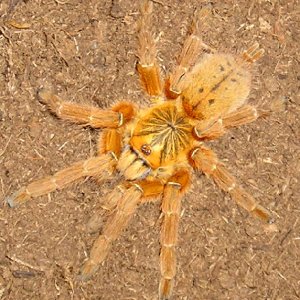 OBT