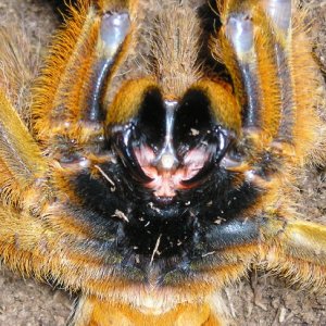 OBT