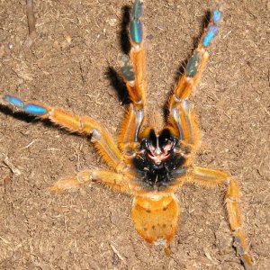 OBT