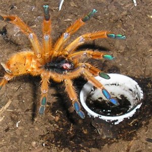 OBT