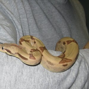 Newly shed Callisto
