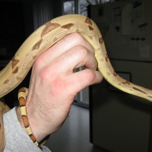 Newly shed Callisto