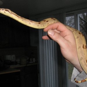 Newly shed Callisto