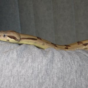 Newly shed Callisto