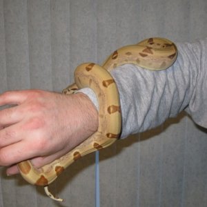 More Callisto freshly shed