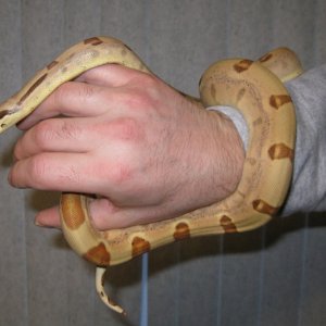 More Callisto freshly shed