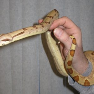 More Callisto freshly shed