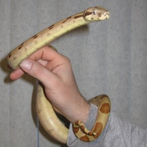 More Callisto freshly shed