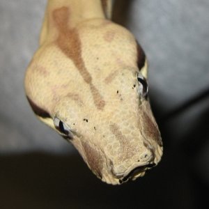 Callisto freshly shed