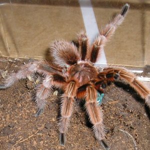 Rose male