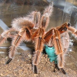 Rose male