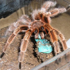 Rose male