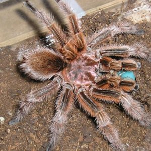 Rose male