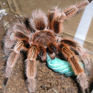 Rose male