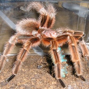 Rose male