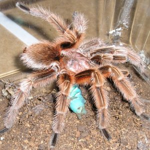 Rose male