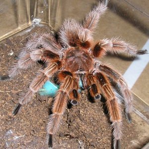 Rose male