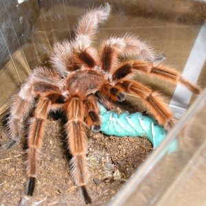Rose male