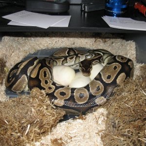 Juliet finally lays her eggs