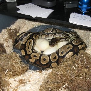 Juliet finally lays her eggs