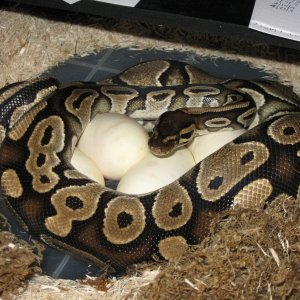 Juliet finally lays her eggs