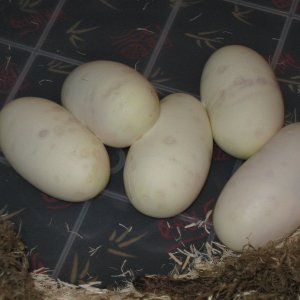 Juliet finally lays her eggs