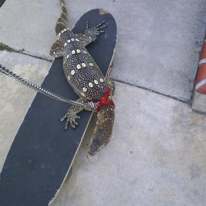 pitter_skatin