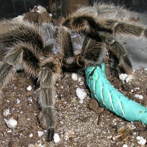 Feeding time