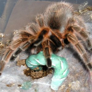 Feeding time