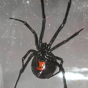 Black widows